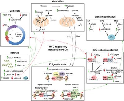 Multiple Roles of MYC in Integrating Regulatory Networks of Pluripotent Stem Cells